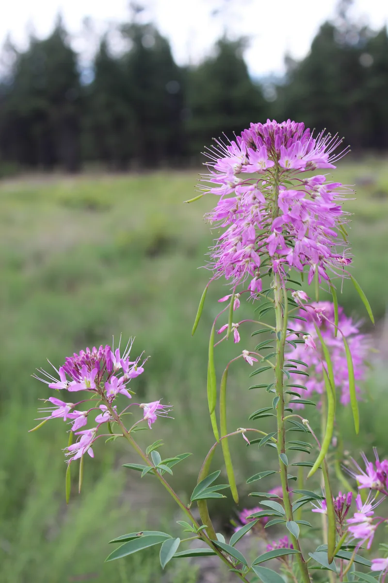 Rocky Mountain Bee Plant
