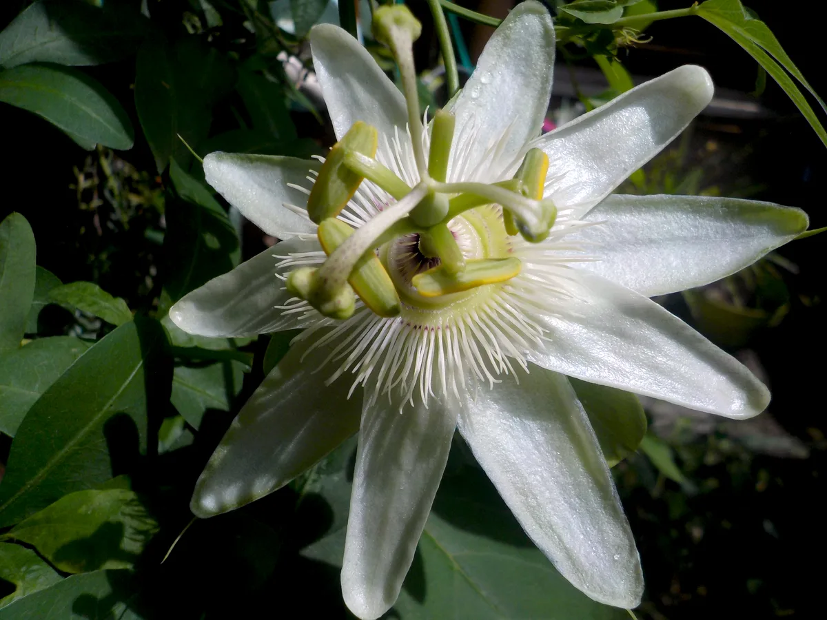 Blue Passionflower (Passiflora caerulea)