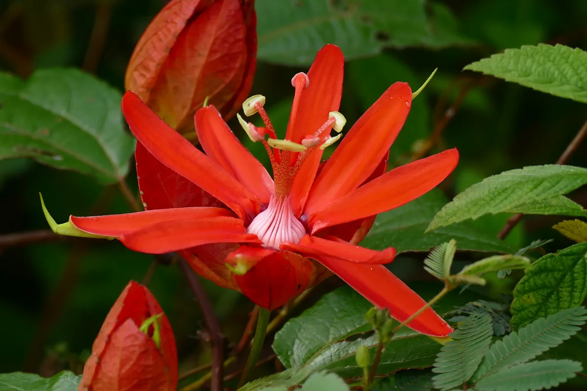 Scarlet Passionflower (Passiflora coccinea)