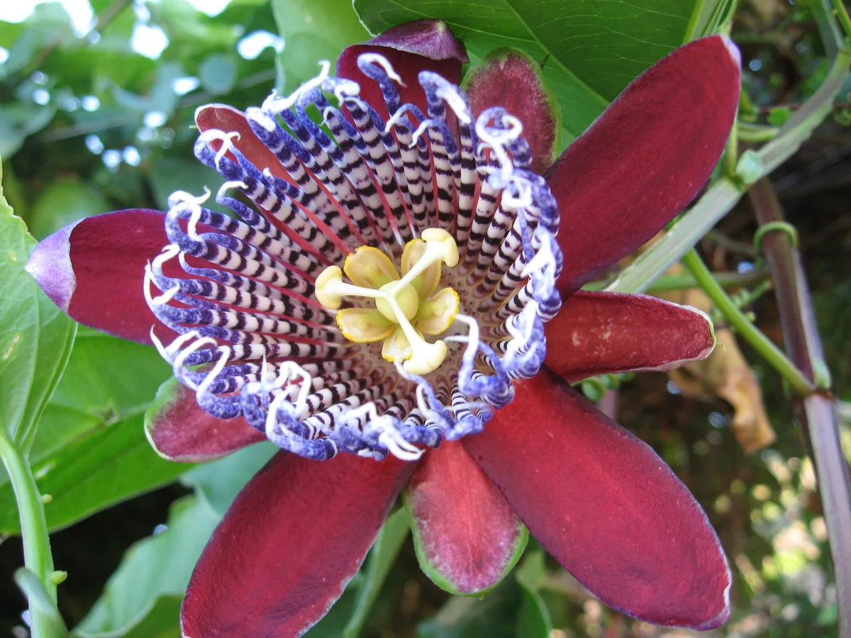 Winged Stem Passionflower (Passiflora alata)