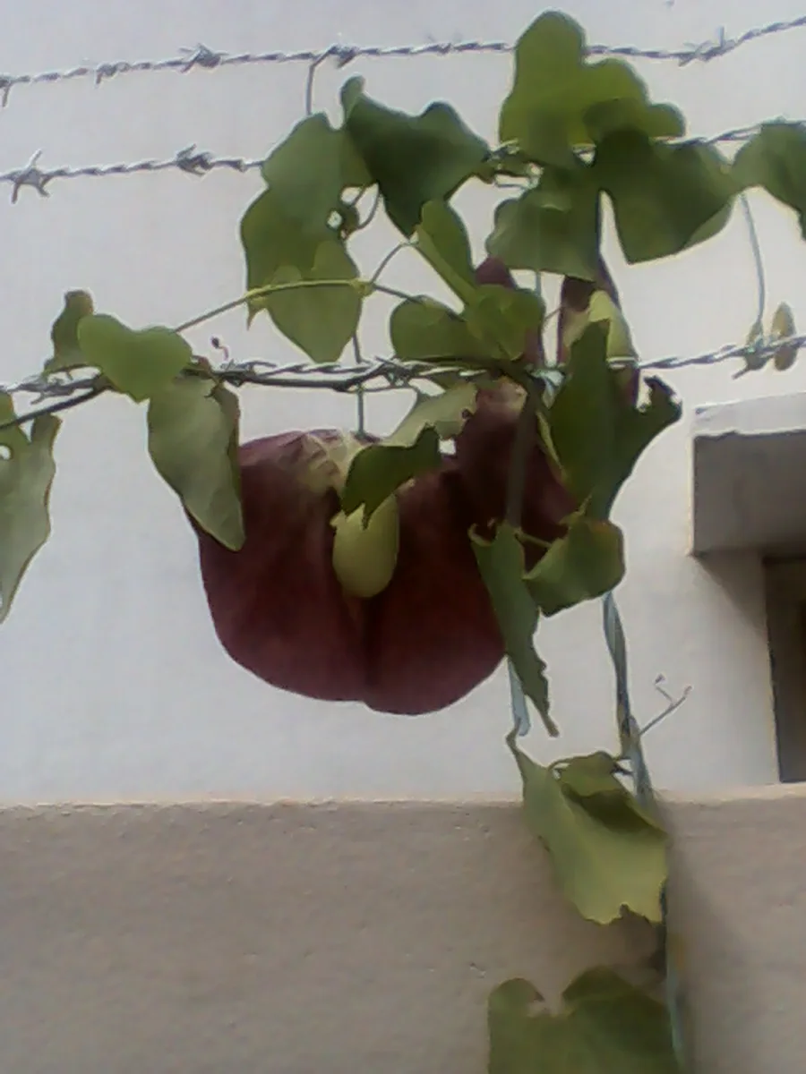 Giant Dutchmans Pipe (Aristolochia gigantea)