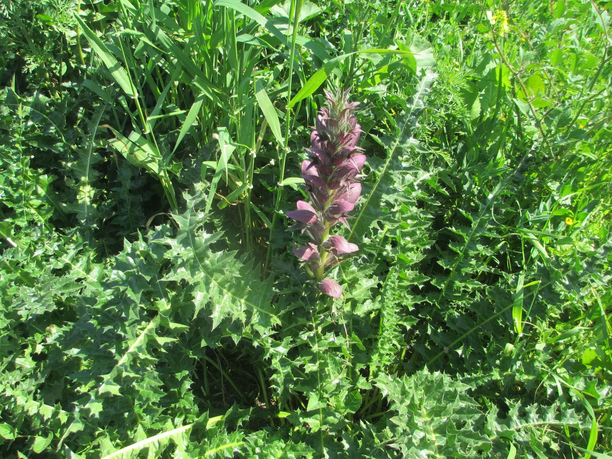 Syrian Bear Breeches (Acanthus syriacus)