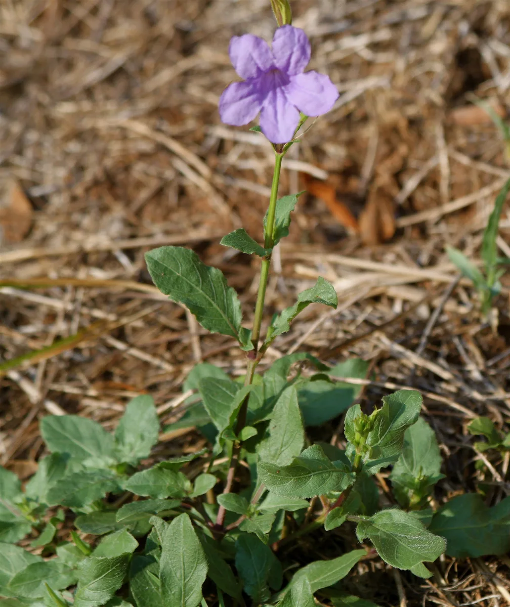 Prairie Petunia