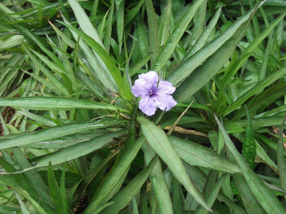 Shrubby Ruellia (Ruellia brittoniana)