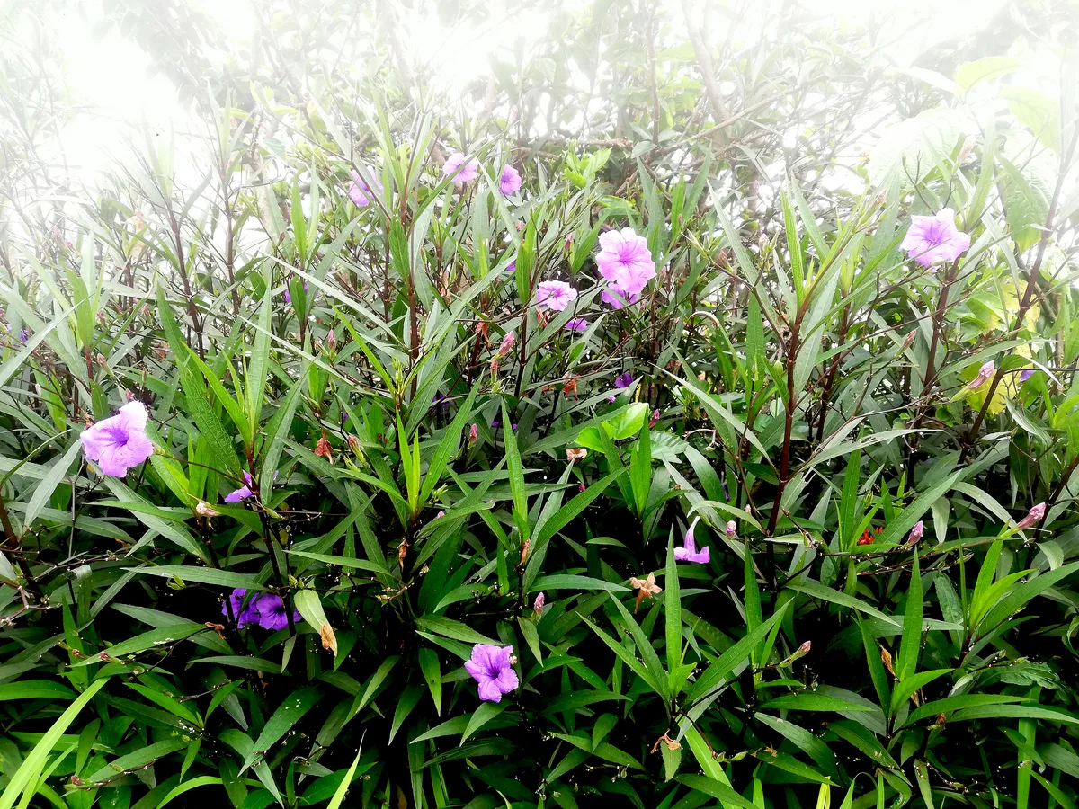 Tropical Wild Petunia