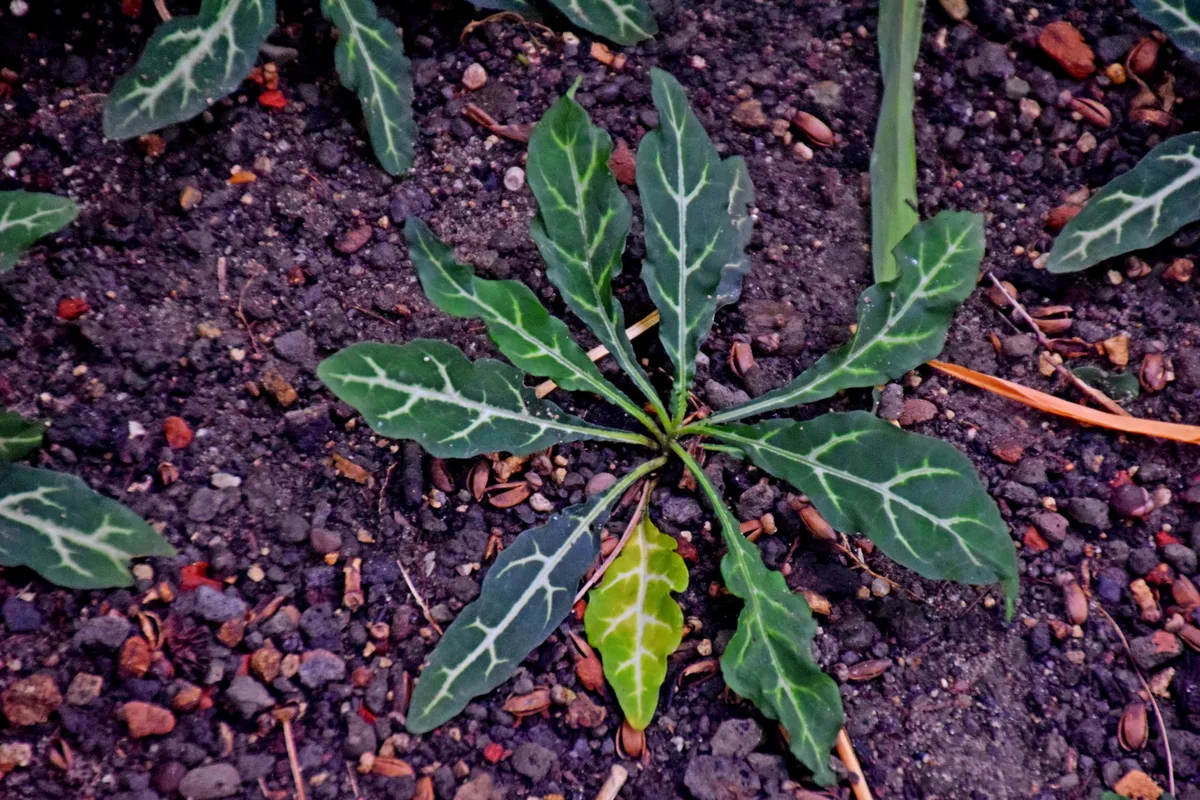 Orange Marmalade (Crossandra pungens)