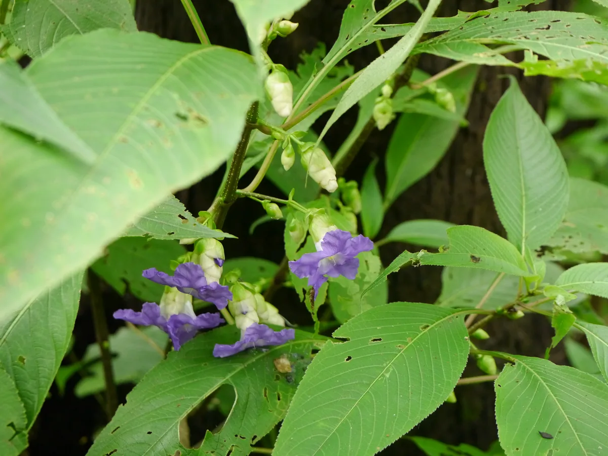 Blue Sage Strobilanthes (Strobilanthes callosus)