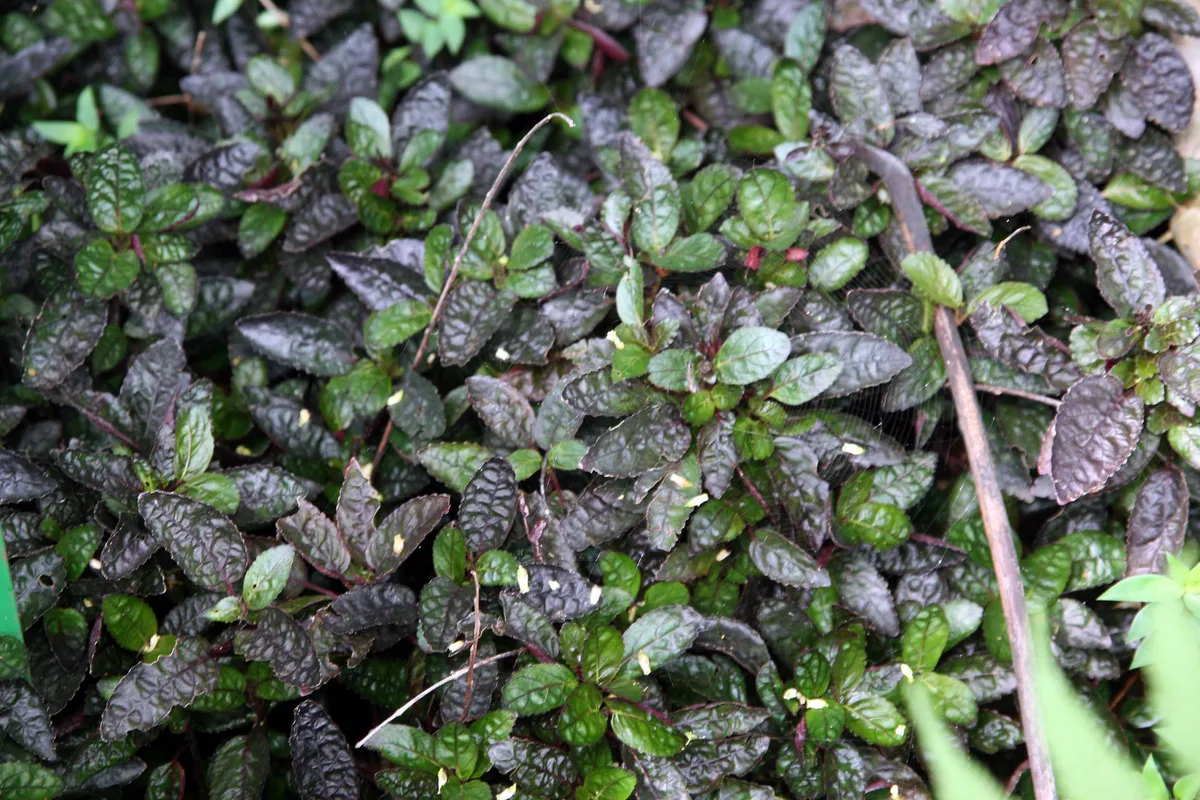 Trailing Velvet Plant