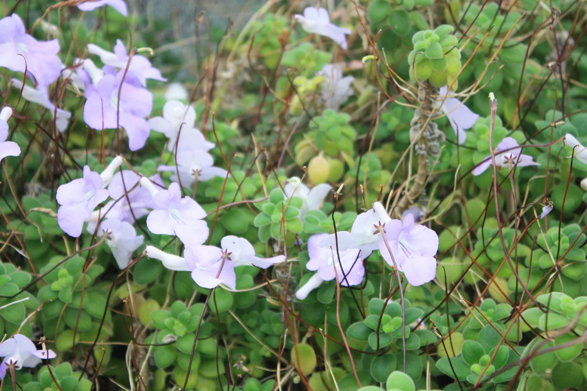 Twisted Fruit (Streptocarpus saxorum)