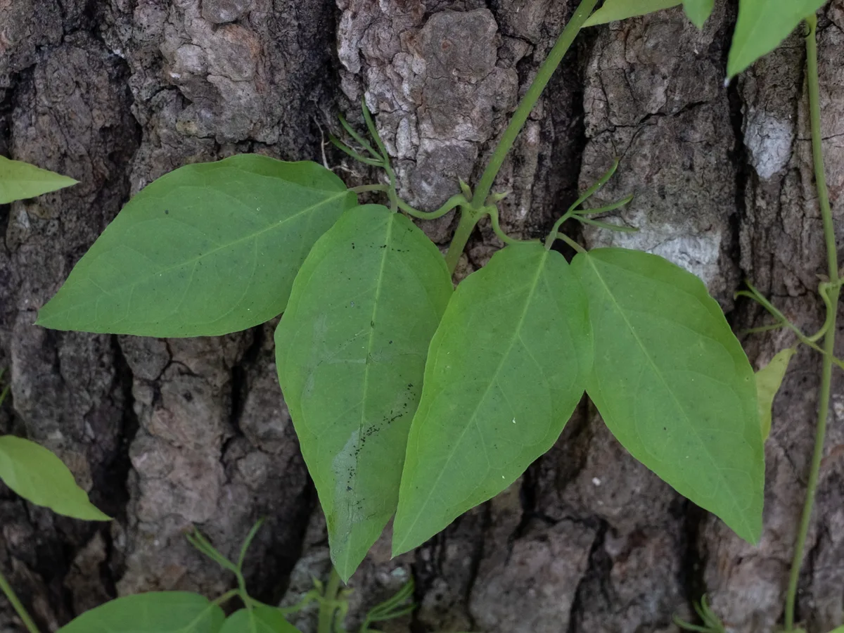 Cat Claw Vine (Dolichandra unguis-cati)