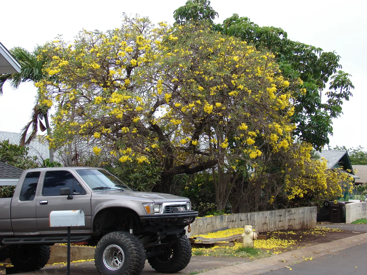 Silver Trumpet Tree (Tabebuia aurea)