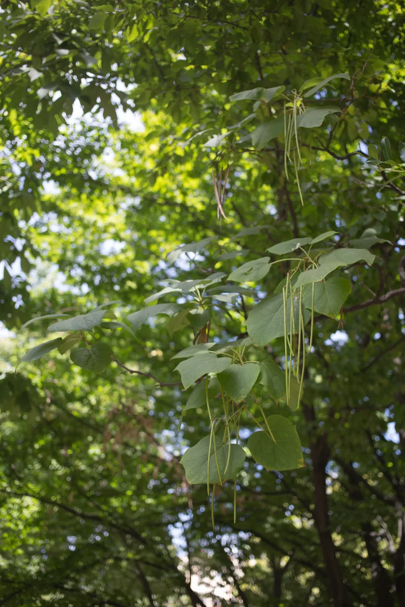 Yellow Catalpa (Catalpa ovata)