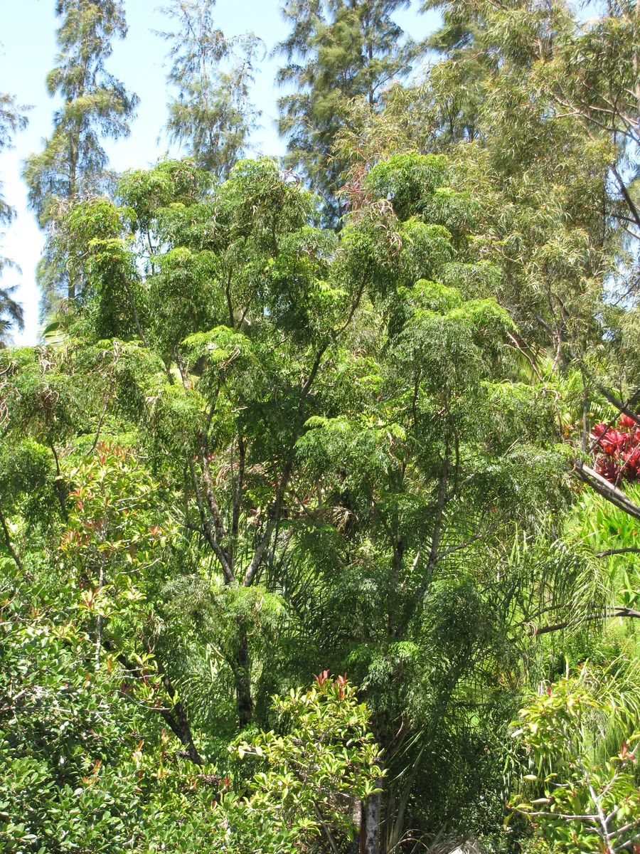 Tree Jasmine