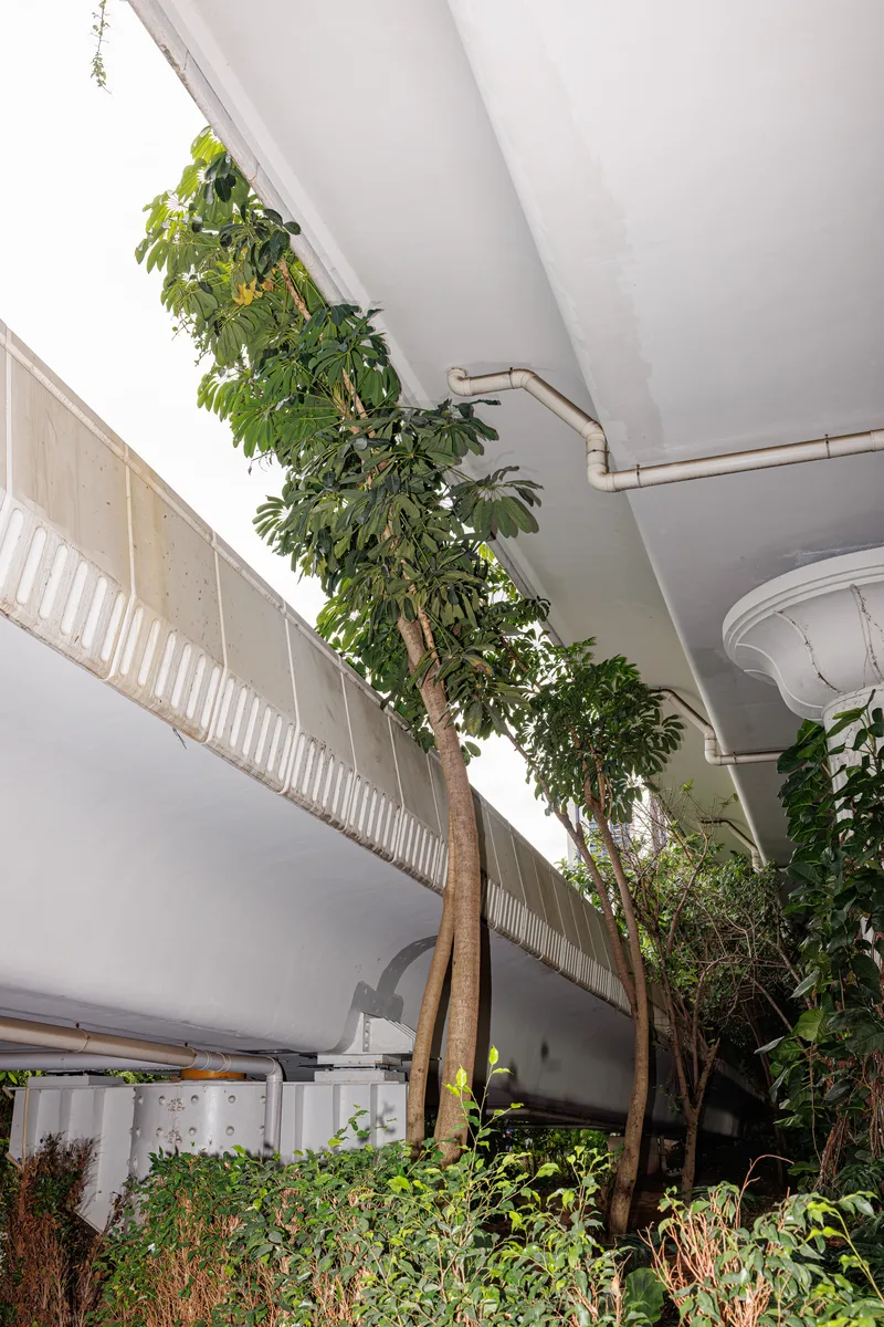 China Doll Tree (Radermachera hainanensis)