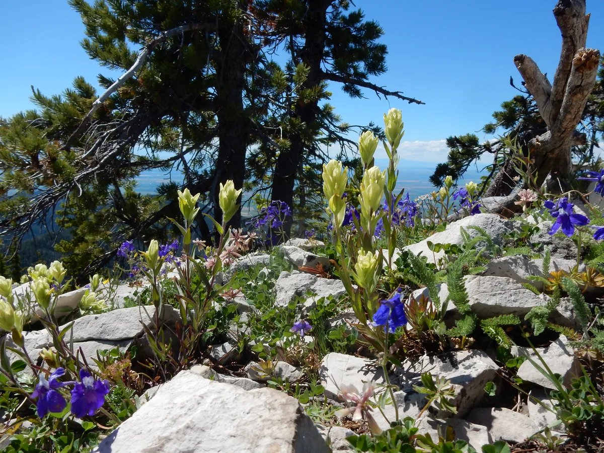 Sulfur Paintbrush (Castilleja sulphurea)