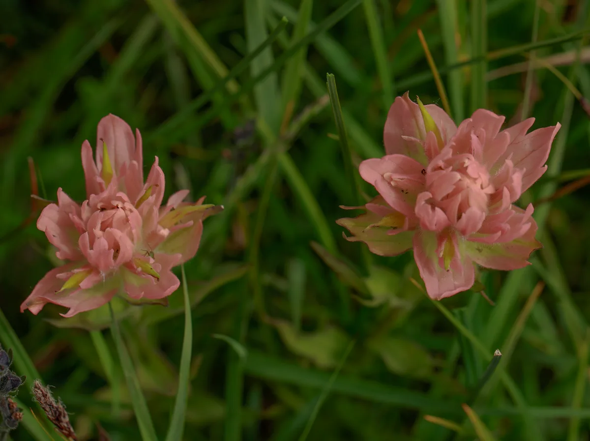 Rose Paintbrush (Castilleja rhexifolia)