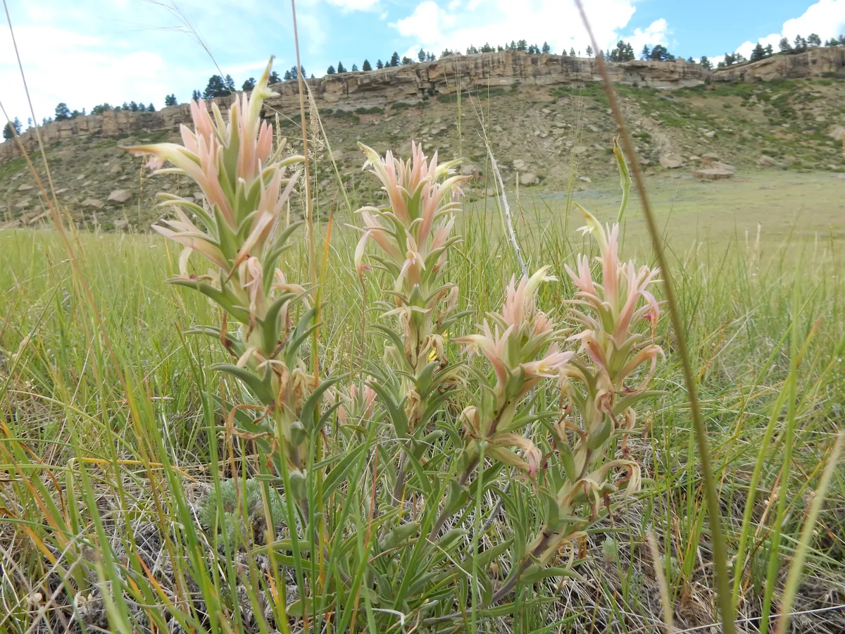 Prairie Paintbrush (Castilleja sessiliflora)