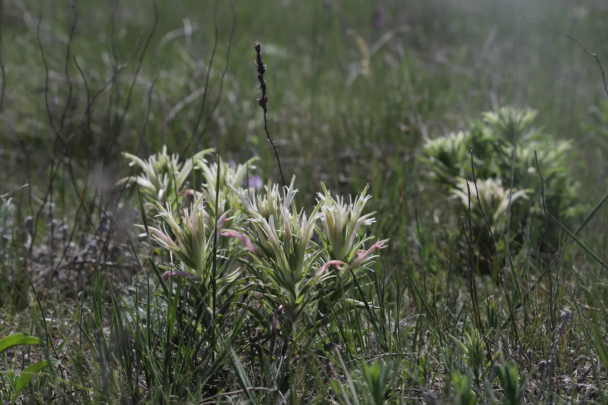 Downy Paintbrush (Castilleja mollis)