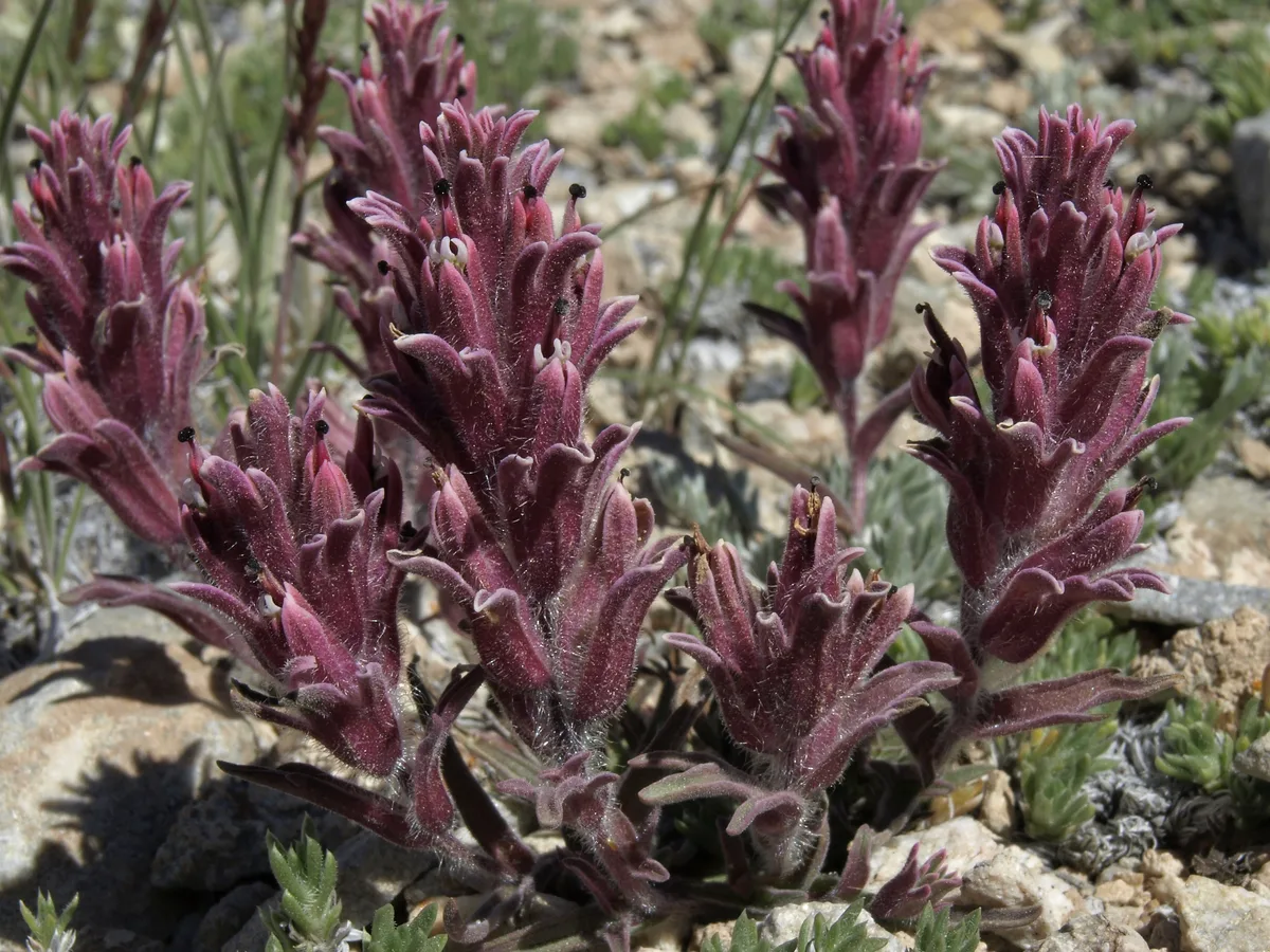 Sierra Paintbrush (Castilleja nana)