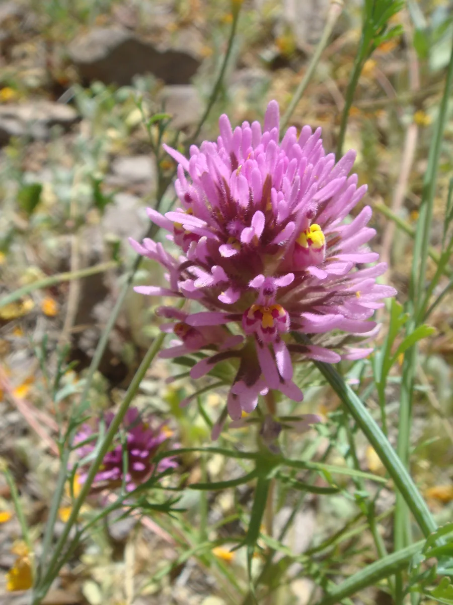 Owl Clover