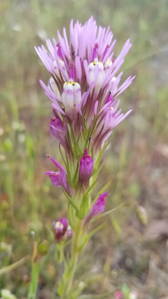 Purple Owl Clover (Castilleja densiflora)