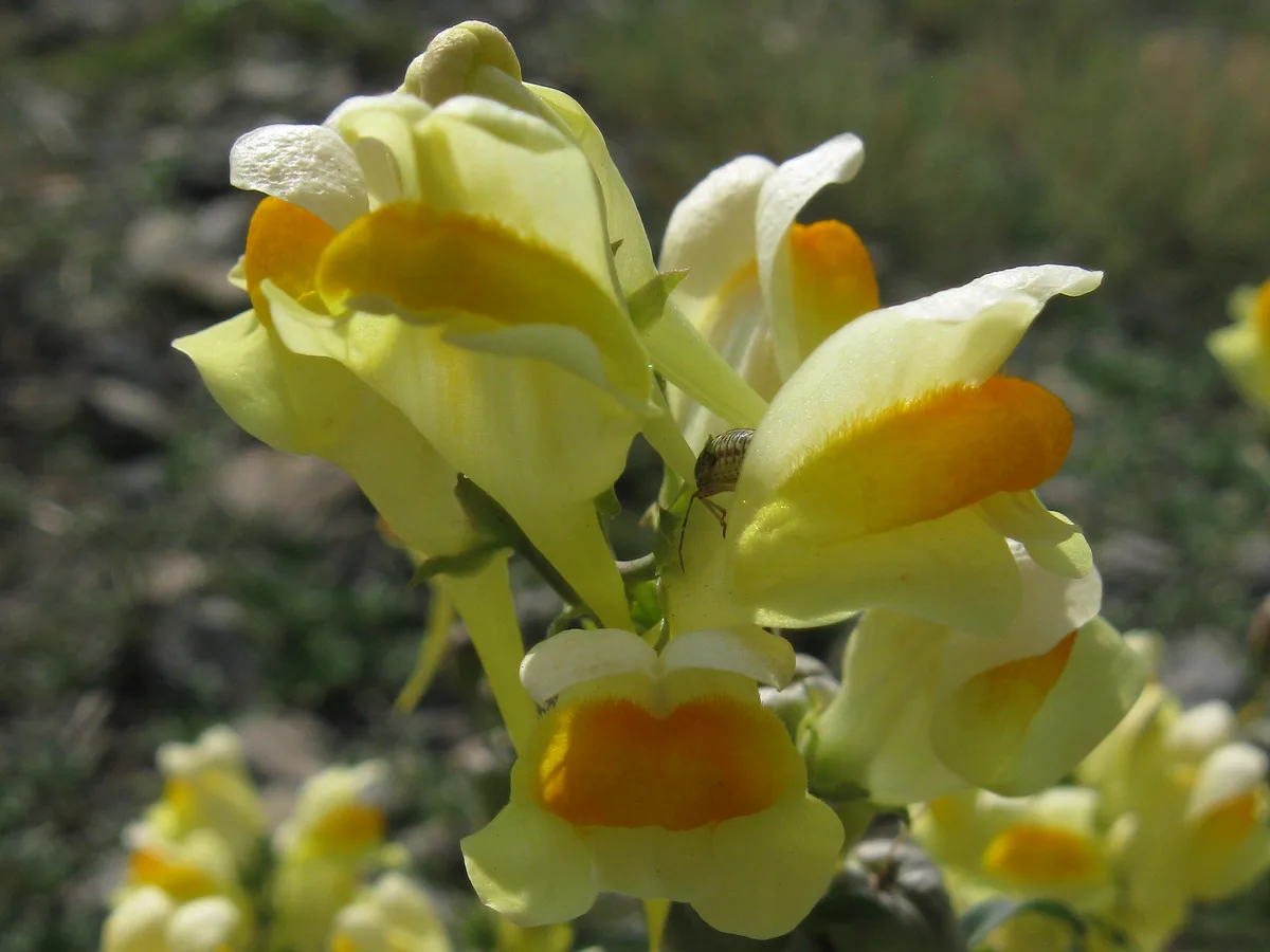 Butter and Eggs (Linaria vulgaris var. vulgaris)