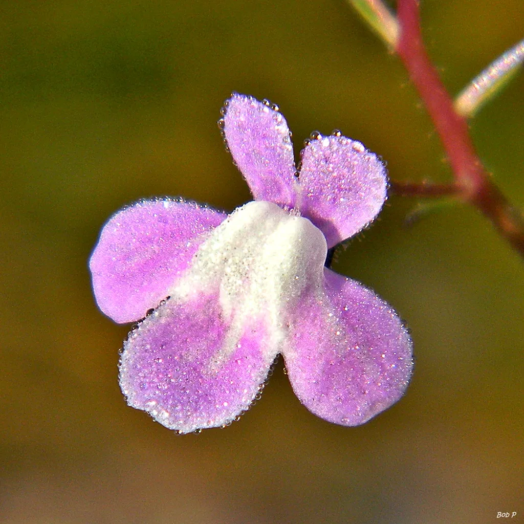 Blue Toadflax (Nuttallanthus floridanus)