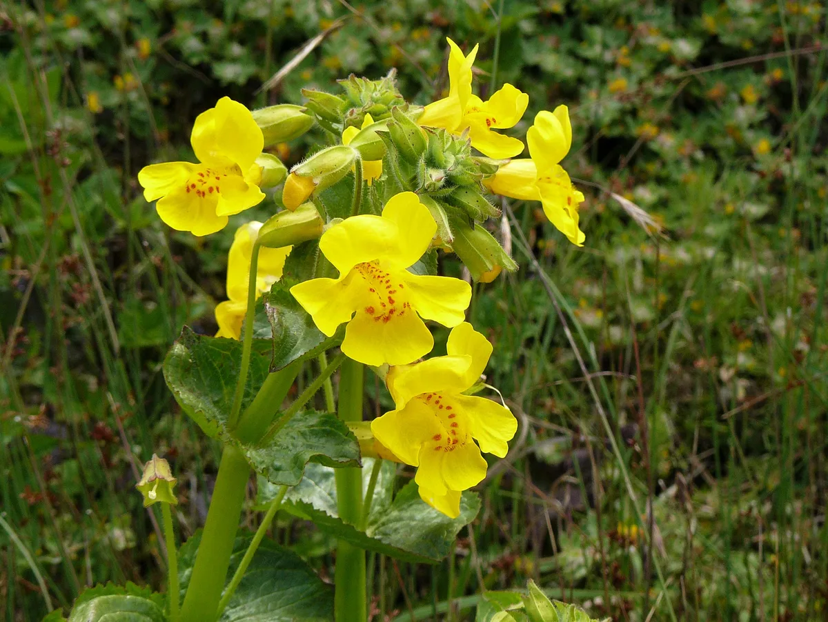 Seep Monkey Flower (Erythranthe floribunda)