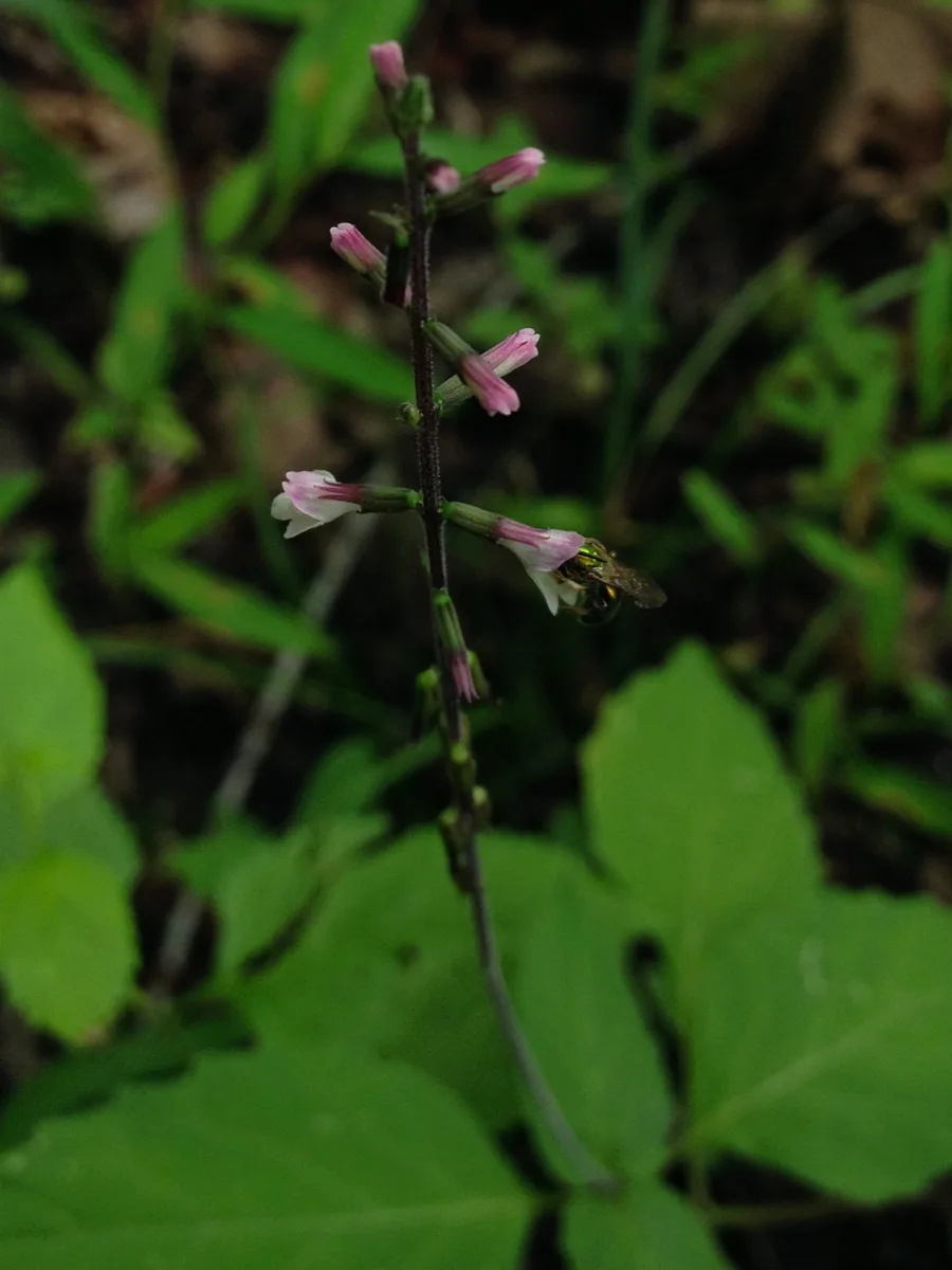American Lopseed (Phryma leptostachya)