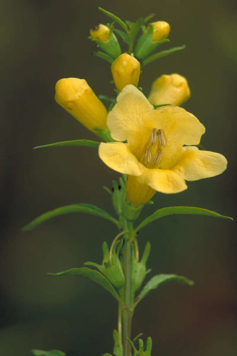 Yellow False Foxglove (Aureolaria flava)