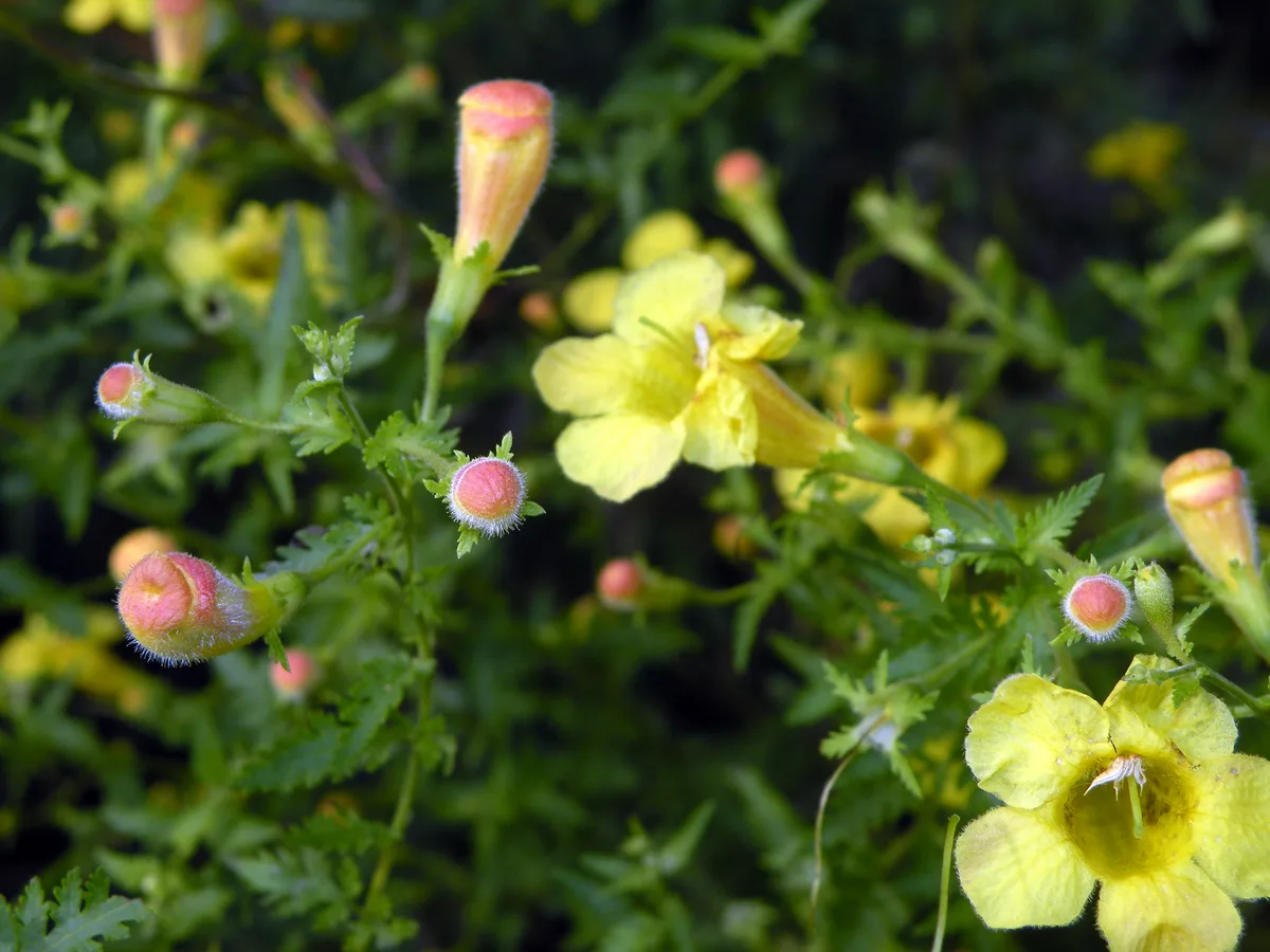 Fernleaf False Foxglove (Aureolaria pedicularia)