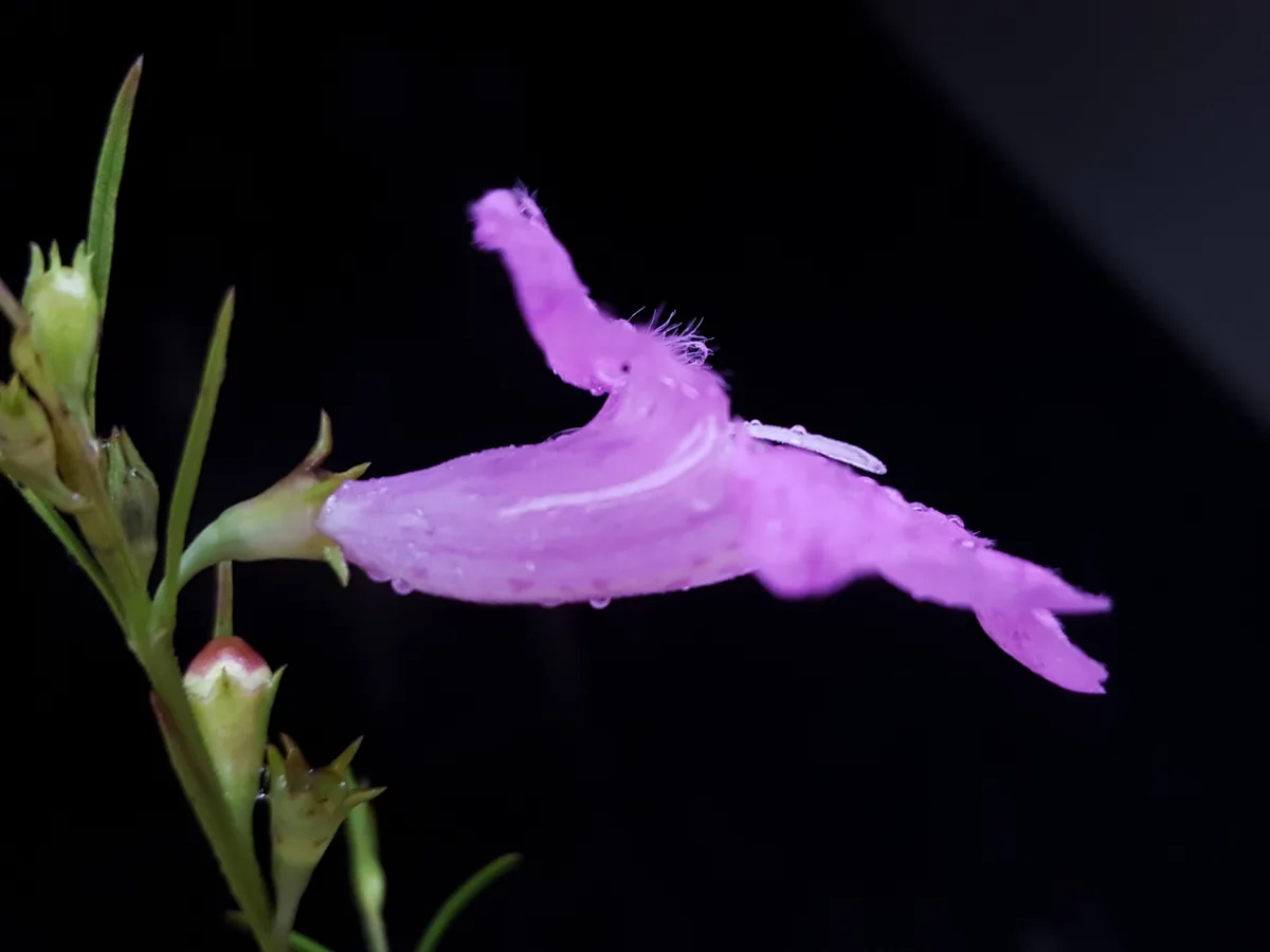 Coastal Plain False Foxglove