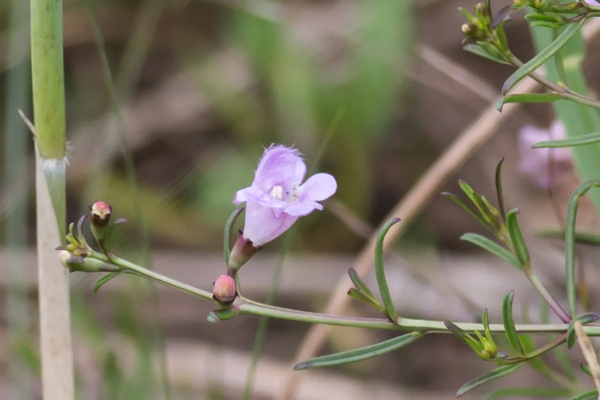 Beach False Foxglove
