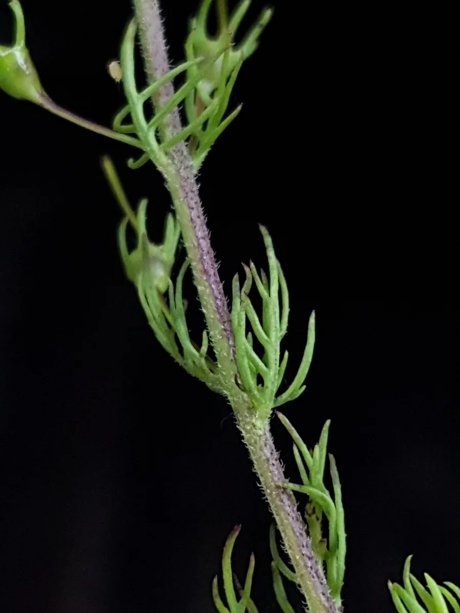 Oak Leech