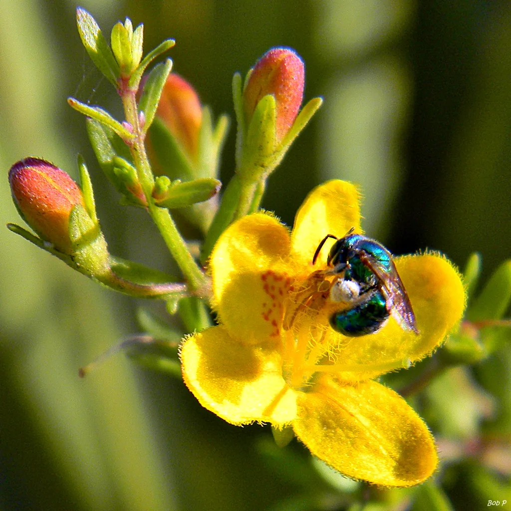 Piedmont Seymeria
