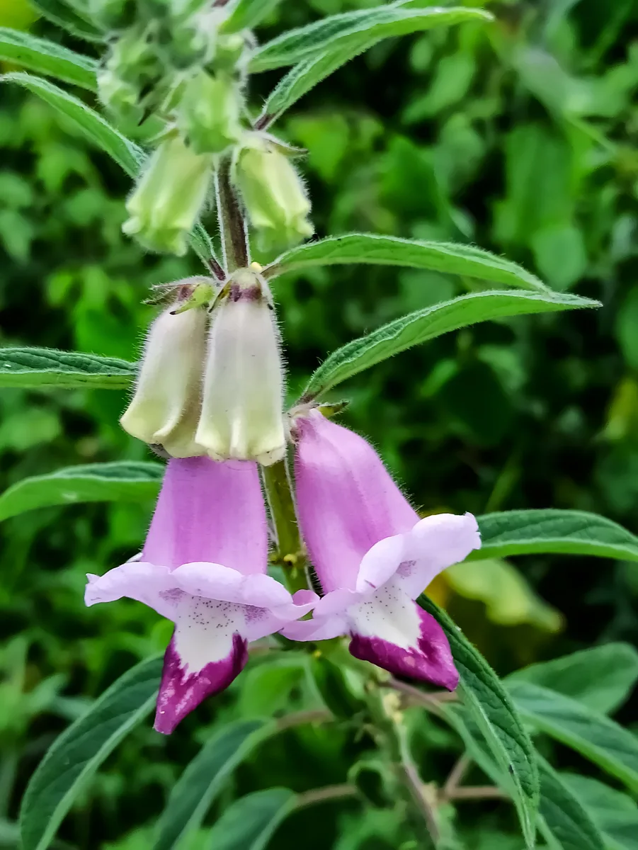 Wild Sesame (Sesamum radiatum)