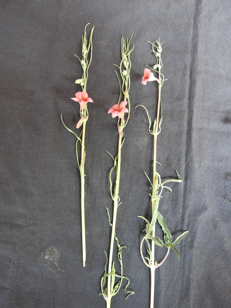 African Sesame (Sesamum alatum)