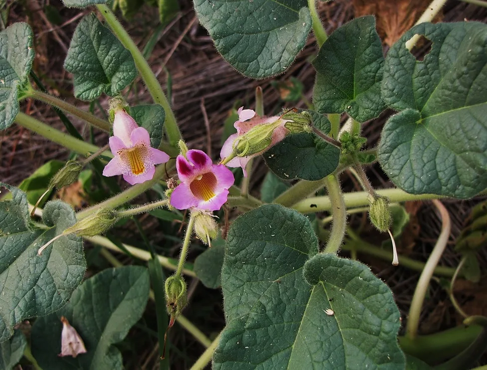Devils Claw (Proboscidea louisianica)