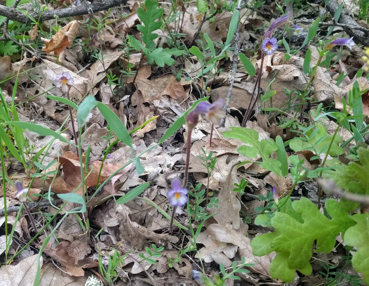 Naked Broomrape