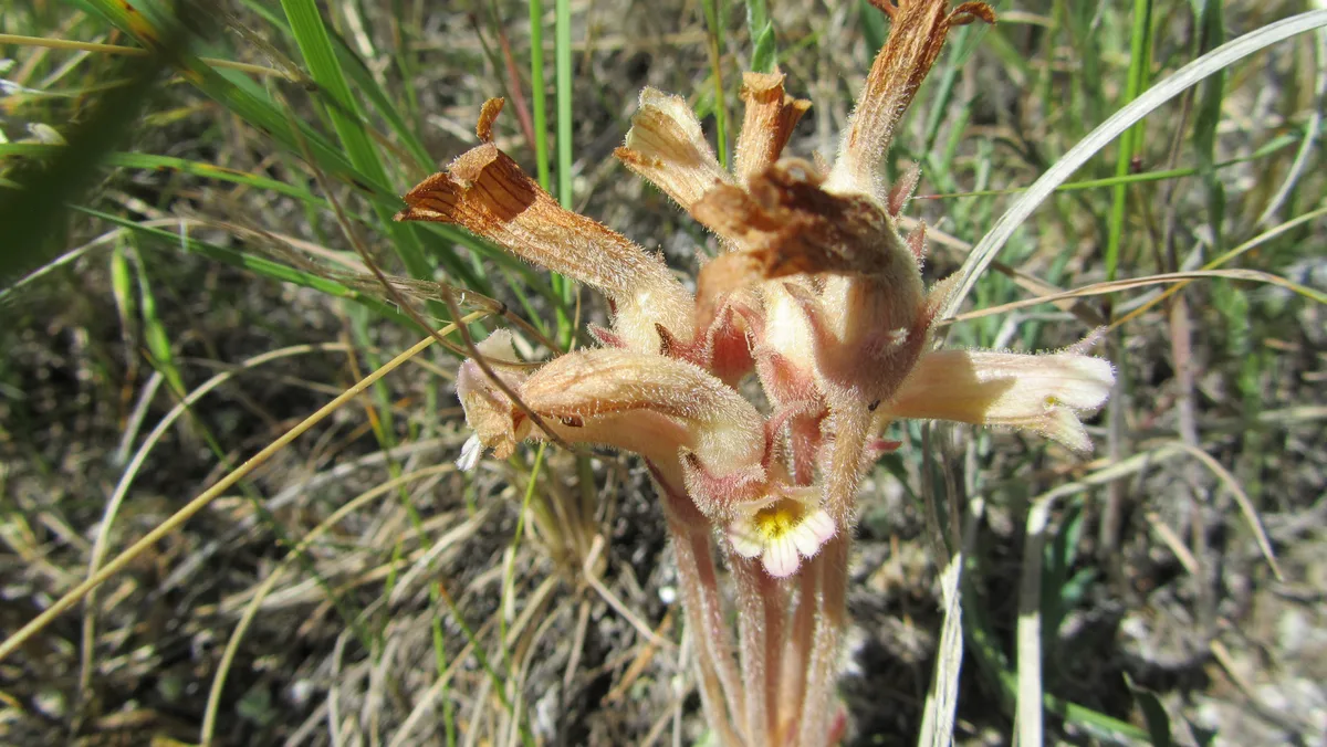 Clustered Broomrape