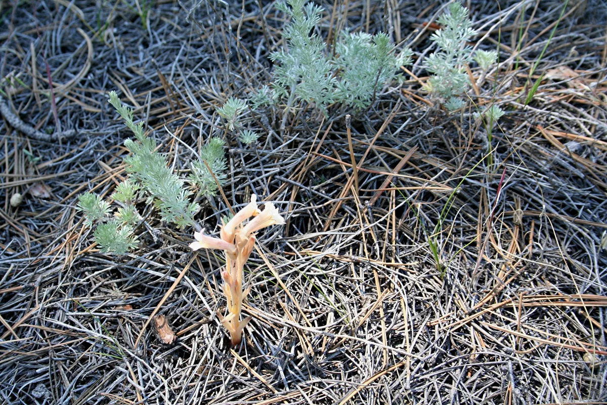 California Broomrape