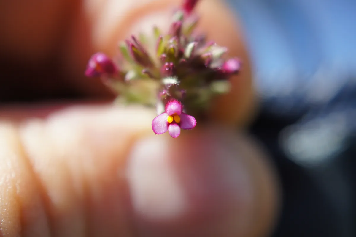 Mediterranean Bartsia