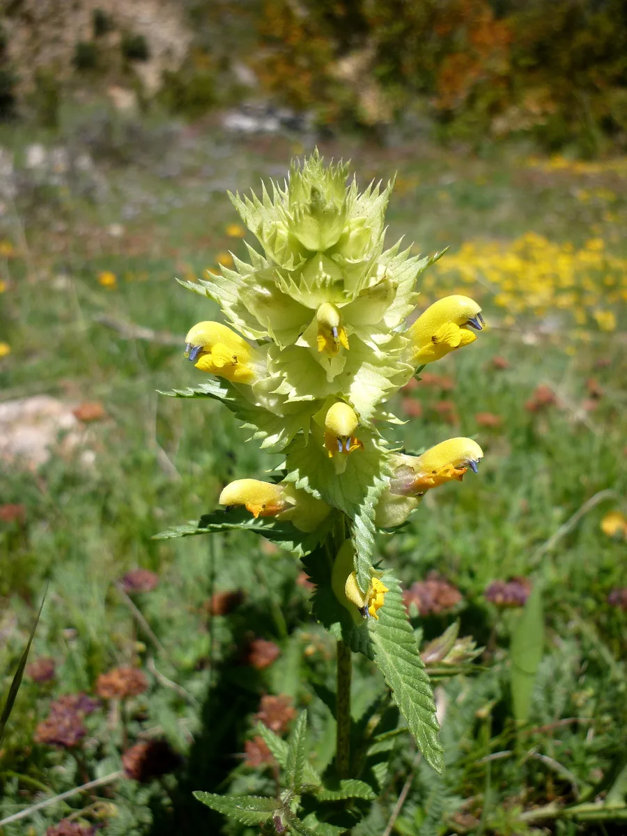 Mediterranean Yellow Rattle (Rhinanthus mediterraneus)