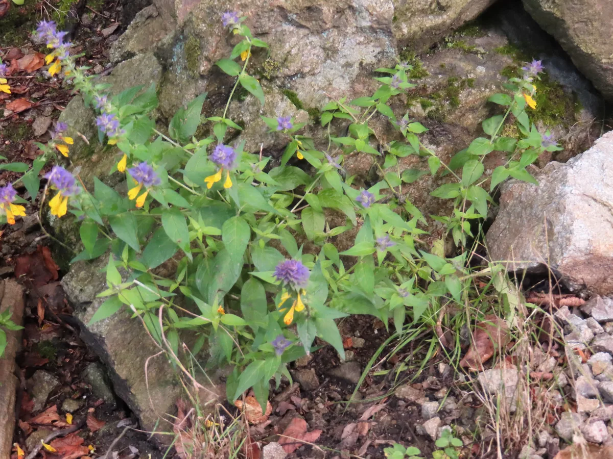 Purple Cow Wheat (Melampyrum nemorosum)