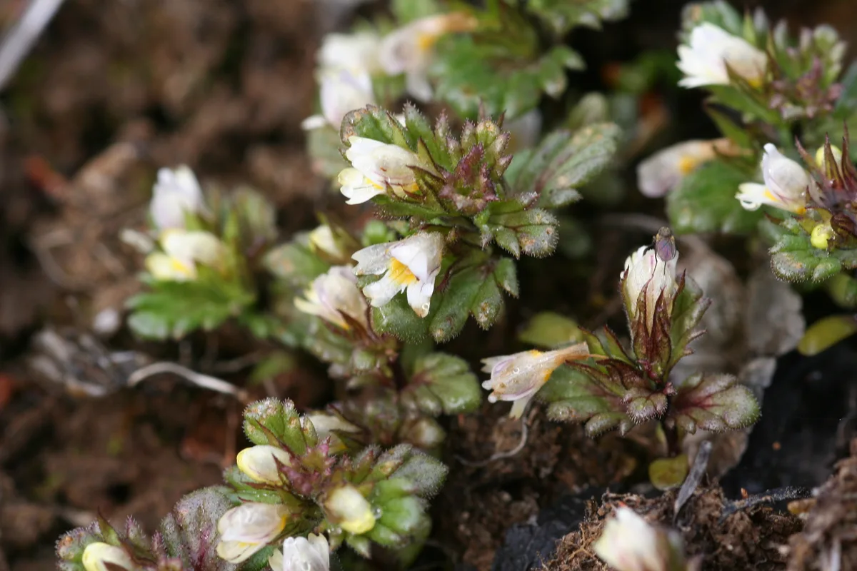 Mountain Eyebright