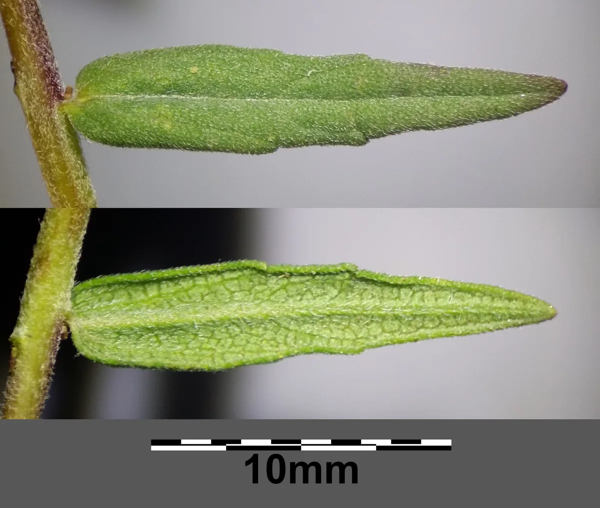 Red Eyebright (Odontites vulgaris)