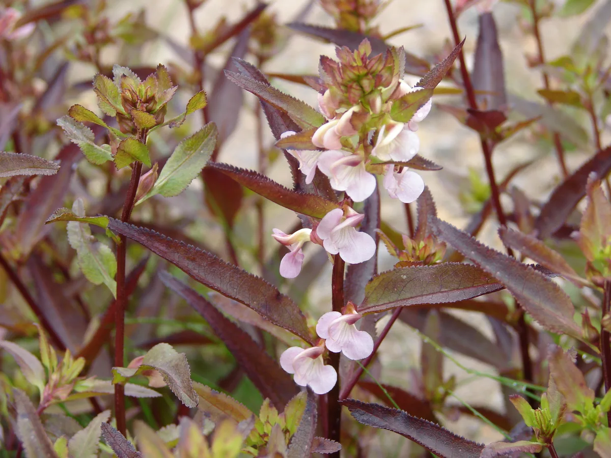 Lousewort (Pedicularis sylvatica)