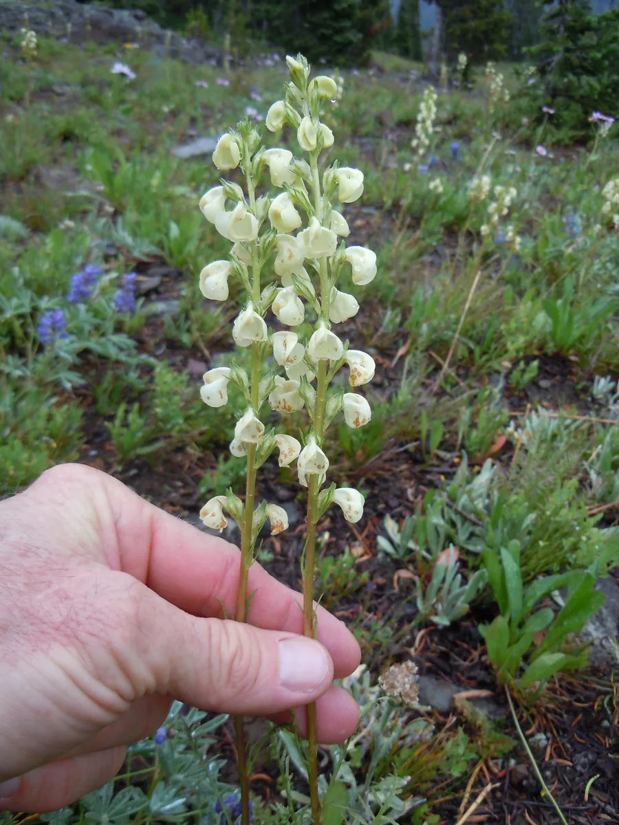 White Lousewort (Pedicularis racemosa var. alba)