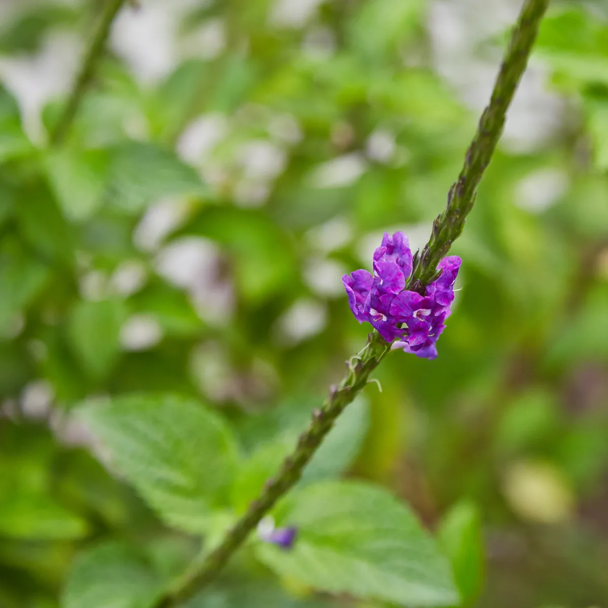 Purple Porterweed (Stachytarpheta frantzii)