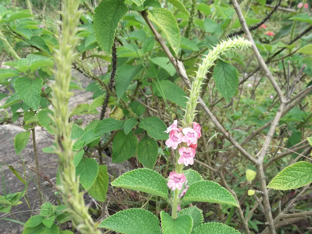 Red Porterweed (Stachytarpheta mutabilis)